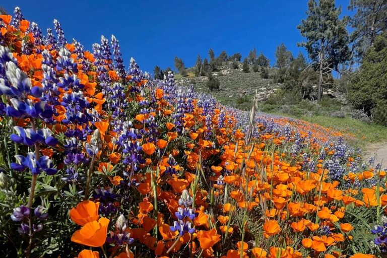 Santa Barbara Wildflowers May 3-5, 2024