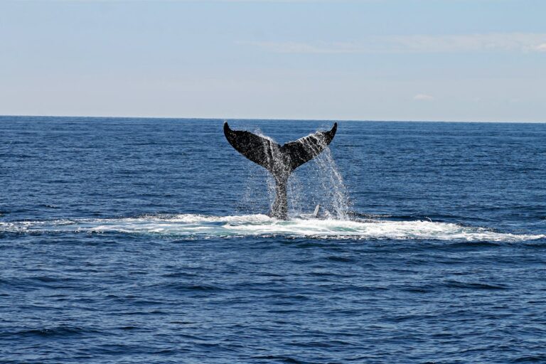 Monterey Whale Watching Flyout February 21-22, 2026