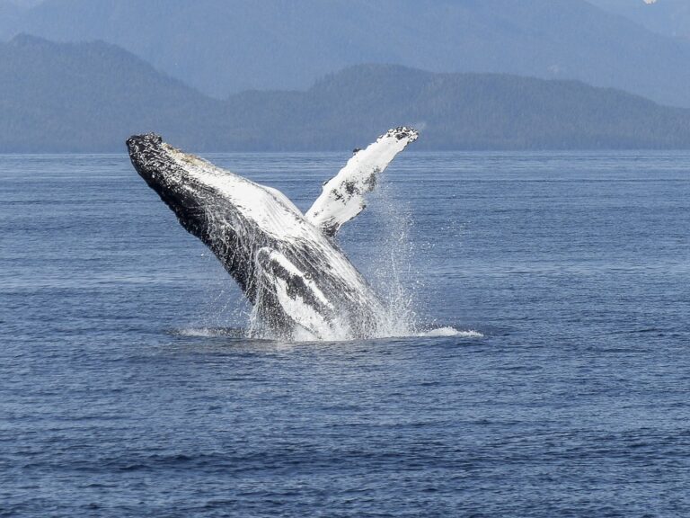 Monterey Bay Whale Watching Flyout August 28-30, 2026